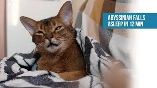 Music for cats for relax and falling asleep | Abyssinian cat