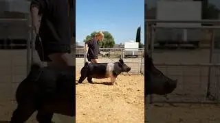 Helping a young lady w/whip training! Always start w/ 2 whips! #pigtraining #stockshowkid #showpigs