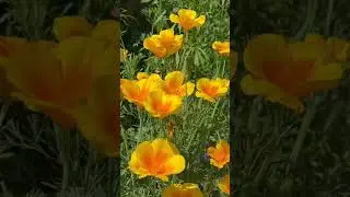 Living in Los Angeles | Growing Wildflowers 🌼 #shorts #wildflowers  #spring #flowers #gardening