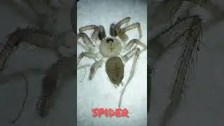 spider in microscope - #shorts - #insects - #science