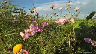 Apple Log HLG &bull; Wild Fall Flowers &bull; @1MEMO 20251112
