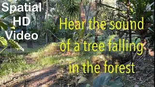 First Spatial Video | Forest Waterway