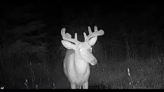 Summer Bucks. #bucks #velvet #racks #deer #antlers #trailcamtuesday #browningtrailcam #nature #wild 