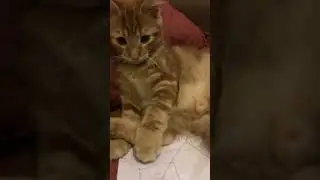 Gatito naranja jugando y mordiendo ( parte 2 ) Gatito Nom con Leo😻