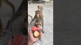 Cute baby monkey eating apple 🍎🐵😋#bandar #monkeyvideo #monkey 01052