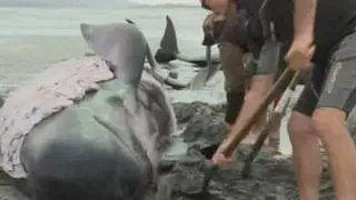 Pilot whales stranded on New Zealand beach