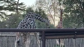 Aida David Vlogs is live! Zoo in Rome 