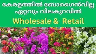 കേരളത്തിൽ ഏറ്റവും വിലക്കുറവിൽ ബോഗൈൻവില്ല കിട്ടുന്ന നഴ്സറി / BOUGAINVILLEA LOWEST PRICE IN KERALA