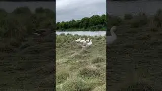 Canadian Geese @saltwater creek #adventure #nature #wildlife
