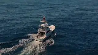 Pelagic Charters