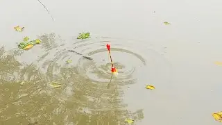 There&rsquo;s a different kind of fun in catching fish with a hook in the canal | Float fishing