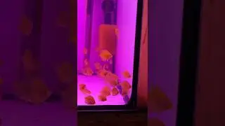 Potassium permanganate treatment for my baby discus fish #discus #fish #treatment #aquarium #tank