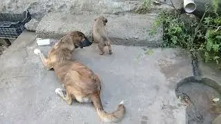 Small cute Stray pup was hungry/drinking milk/Brown Stray pup playing/fighting/Mountain village/uk