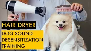 Hair dryer sound desensitization training for dogs, cats and animals