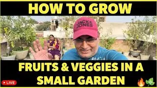 Ghar ke chhat pe he Fruit 🍋&zwj;🟩 aur Sabji 🍆 ugai | How you can grow veggies in a small terrace garden 