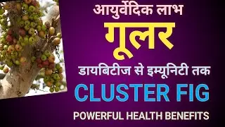 Cluster fig/गूलर (Ficus racemosa); Powerful Health benefits & role in nature #biodoors #ficusplant