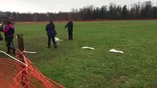 Kimber Running a coursing ability test!
