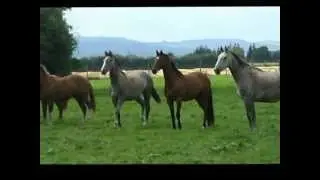 FOR SALE - Young Horses 2--3 & 4yr old unbroken geldings.