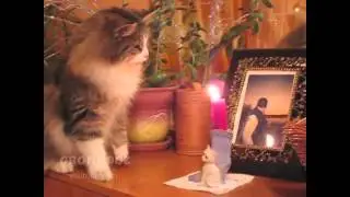 DJ Cat - funny videos 猫とキャンドル кот  диджей.avi