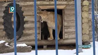 The inhabitants of the Stary Oskol Zoo survived the winter without any loss in numbers or weight.