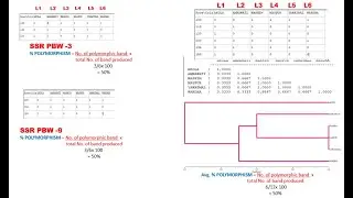 DNA Primer analysis software