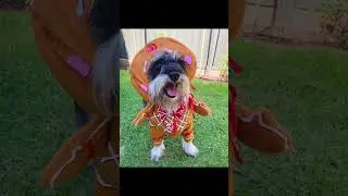 🐶 The Cutest Dog Christmas Costumes - by CostumeBox #dogs #dogschristmas #dogcostume