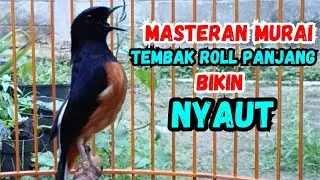 FULL ISIAN !!! PANCINGAN MURAI BATU GACOR JADIKAN BURUNG MURAI BUNYI GACOR NYAUT