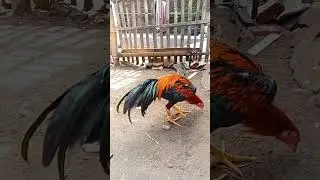 TIPS MENGATASI AYAM KURUS