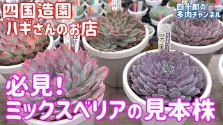 【多肉植物】👀必見❗️ ミックスベリアの見本株。　四国造園 ハギさんのお店