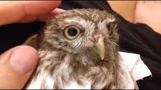 4- The baby Owl I found can't fly.Die Baby-Eule, die ich gefunden habe, kann nicht fliegen.
