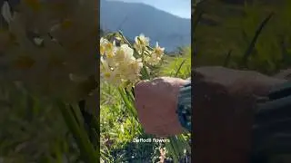 Spring has arrived in the Turkish mountains. Daffodils, apple blossoms, and oranges are in bloom.