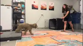 Intro to Heel with Place & Recall (Poppy)