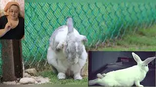 Hindquarter Paralysis in Domestic Rabbits - A Devastating Prognosis
