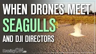 Seagull Drone-Photobombs DJI Executive's (Mavic Air + Obstacle Avoidance)