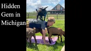 Youngblood Vineyard in Michigan - Hidden Gem in Michigan - Family Friendly Michigan Locations