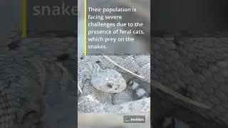 The rarest rattlesnake in the world 🐍 #rattlesnake #raresnake