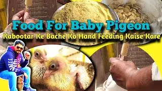 Hand Feed Baby Pigeon|Food For Baby Pigeon|How to food a baby pigeons|Hand feeding baby powder