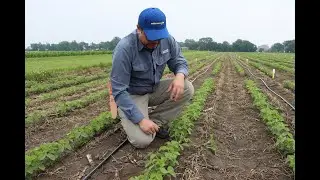 Crop Scouting