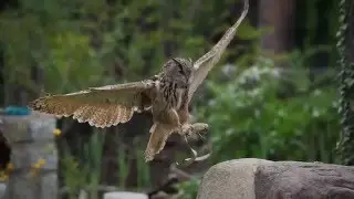 Falknerei Potsdam Waldschule Potsdam Greifv&ouml;gel Potsdam Falkenhof Potsdam