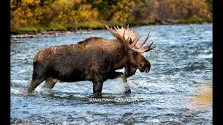 GIANT MOOSE CROSSES RIVER!