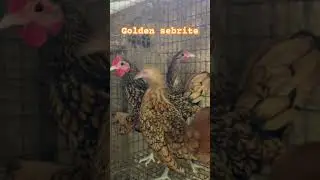Golden sebrite
