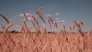 Swaying Summer Corn FREE to USE Video~No Copyright~Free Stock Footage~ Cornfield~ Nature~Field