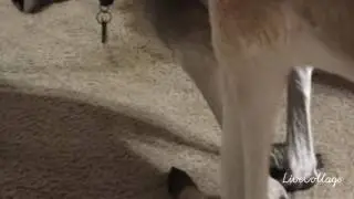 Razz the kangaroo killed 3/26/2017