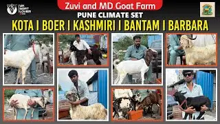 Pune climate set Kota Kashmiri Bantam Boer Goats at Zuvi & md Antique Goat Farm I YK Goat Lover