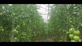 टमाटर खेती 🍅🍅