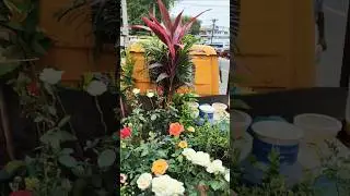 Low Price Flowers #flowers