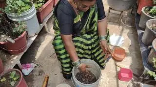 బెల్లం ఇంకా రొయ్యలతో Fertilizer For plants/Fish Amino Acids For Good plant&rsquo;s health 