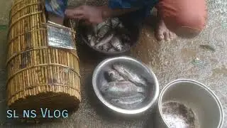Bamboo fish cage மீன் கூடு