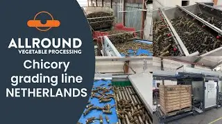 Chicory grading line | HHC | Netherlands | Allround Vegetable Processing