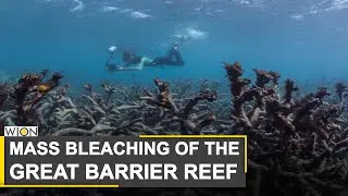 Australia's corals on steep decline | Corals might never recover | World News